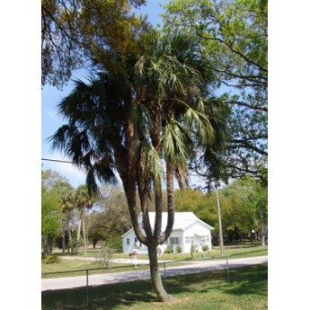 sabal palm with 5 heads